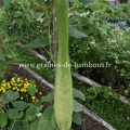 Gourde ou courge italian cucuzzi lagenaria siceraria portulaca grandiflora www graines de bambous fr
