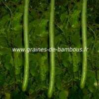 Gourde courge italian cucuzzi graines de bambous fr