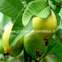 goyavier-pomme-www-graines-de-bambous-fr.jpg