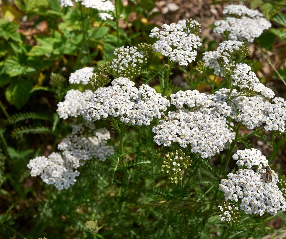 Achillea millefolium 'White Beauty' - Vente Achillée millefeuille blanche