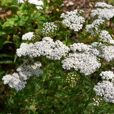 Achillée Millefeuille Blanc réf.242