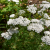 Graines achillea millefolium white achillee millefeuille blanc graines de bambous fr