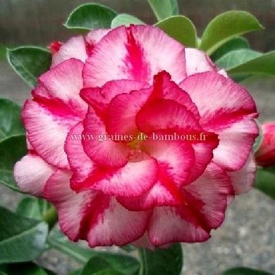 Graines adenium obesum double moons