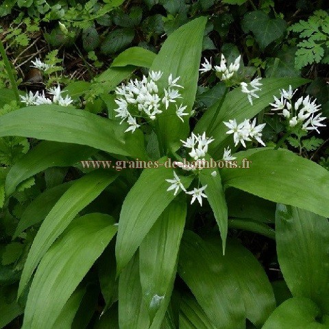 Graines Ail des ours (allium ursinum)