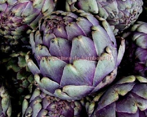 Graines artichaut violet de provence