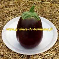 Graines aubergine black beauty