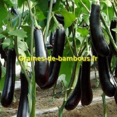 Graines aubergine long purple grainesdebambous com