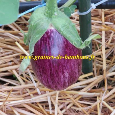 Graines aubergine tsakoniki fruit