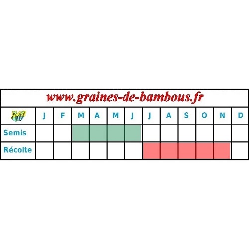 Graines betterave d egypte plate