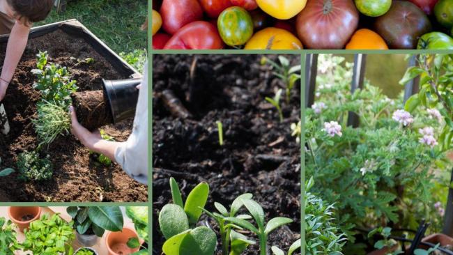 Graines bio potager urbain