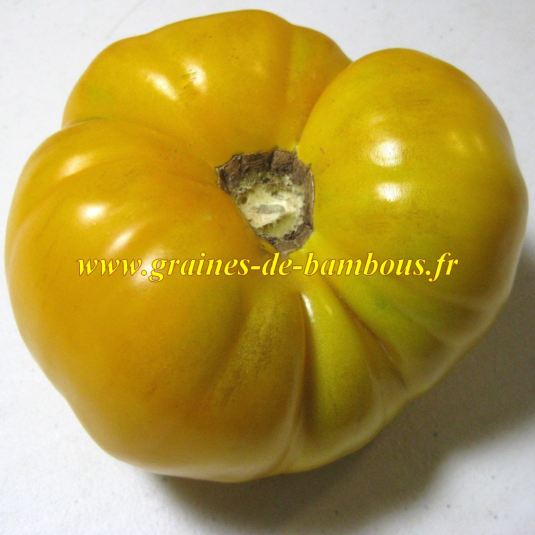 Graines brandywine jaune solanum lycopersicon esculentum