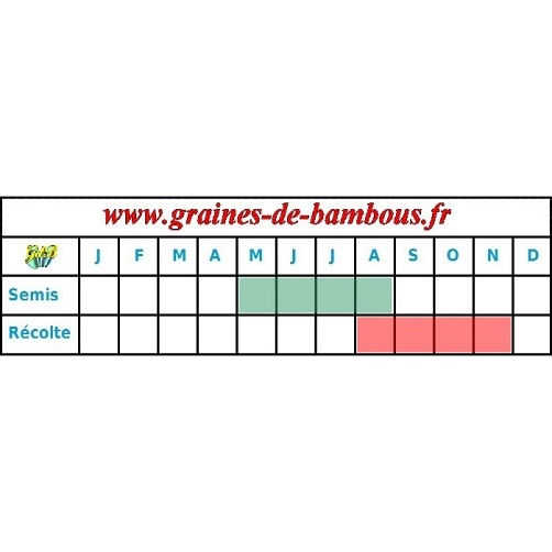 Graines brocoli periode recolte et semis