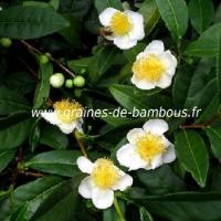 Graines camellia sinensis the vert theier