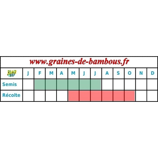 Graines carotte amsterdam potagere legume semis periode