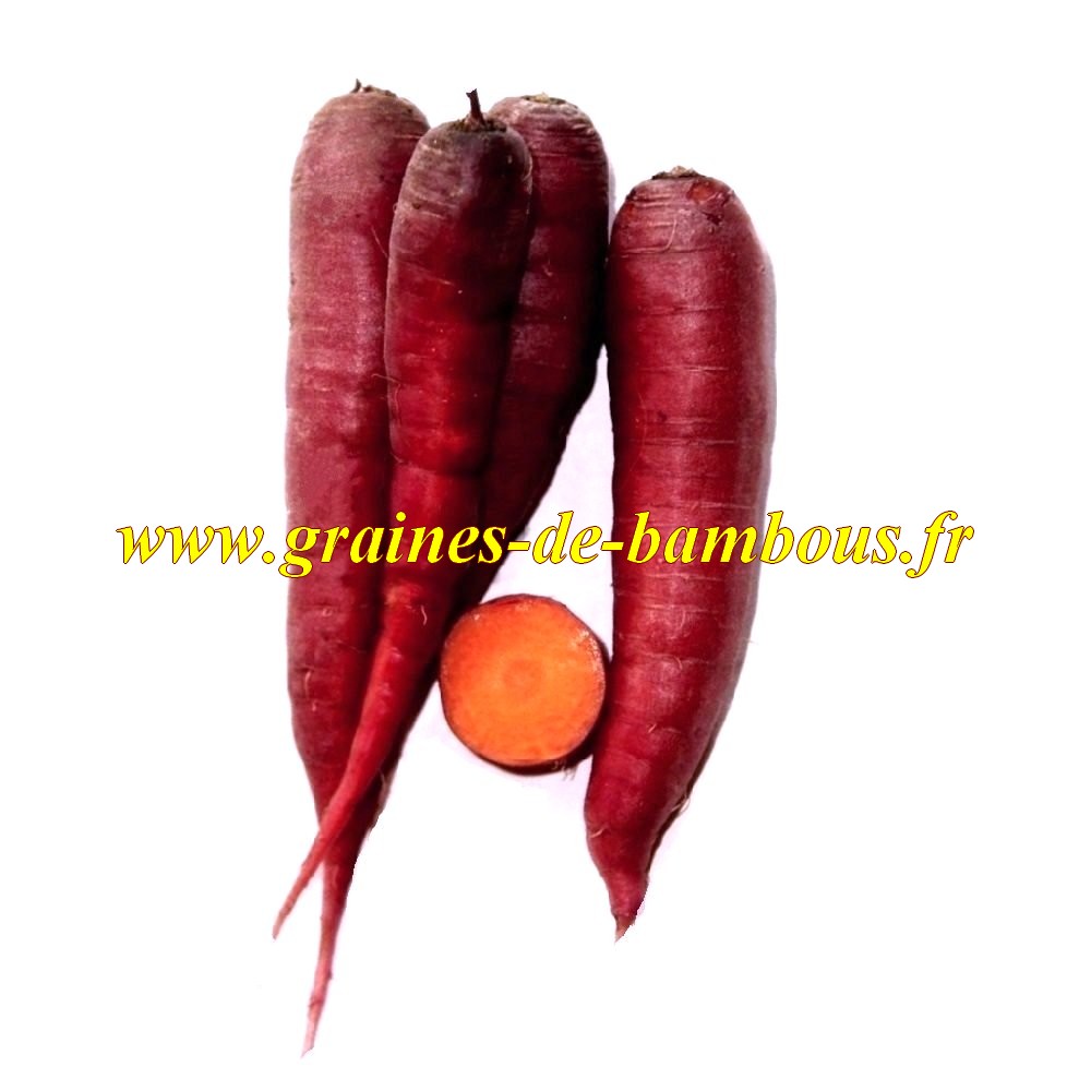 Graines carotte cosmic purple potagere legume