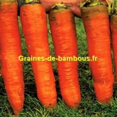 Graines carotte de colmar ou flakkee