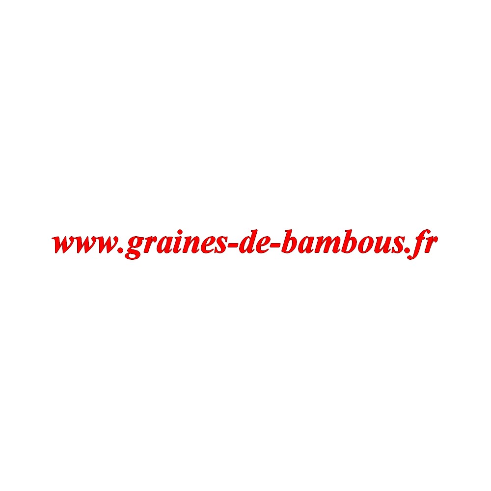 Graines carotte jaune du doubs legume et potagere