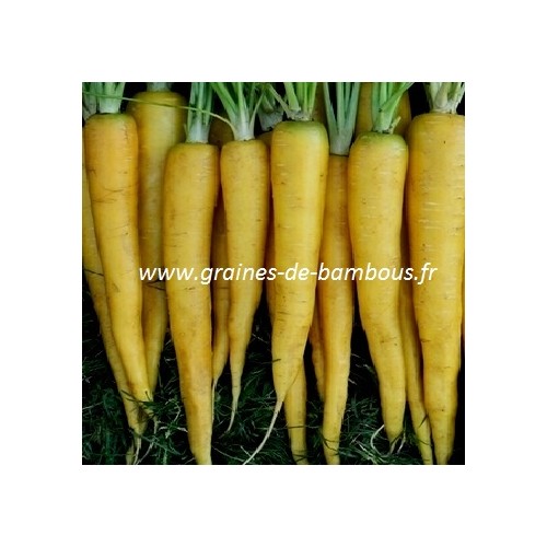 Graines carotte jaune legume et potagere