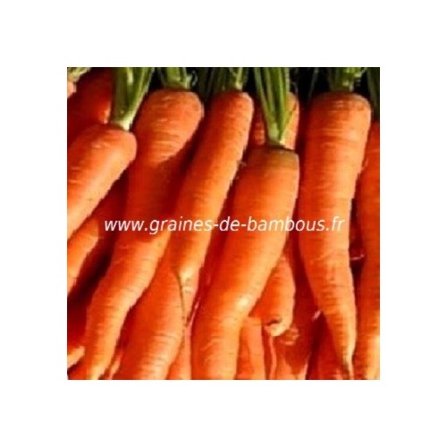 Graines carotte nantaise sur graines de bambous fr