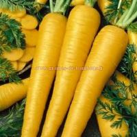 Graines carotte obtuse du doubs