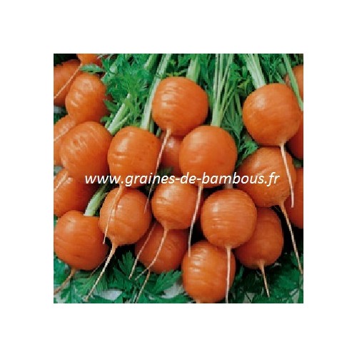 Graines carotte ronde de paris