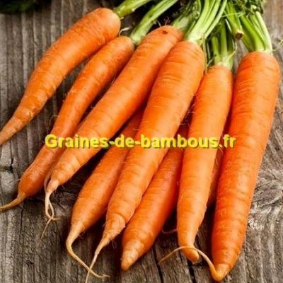 Graines carotte touchon graines de bambous eu