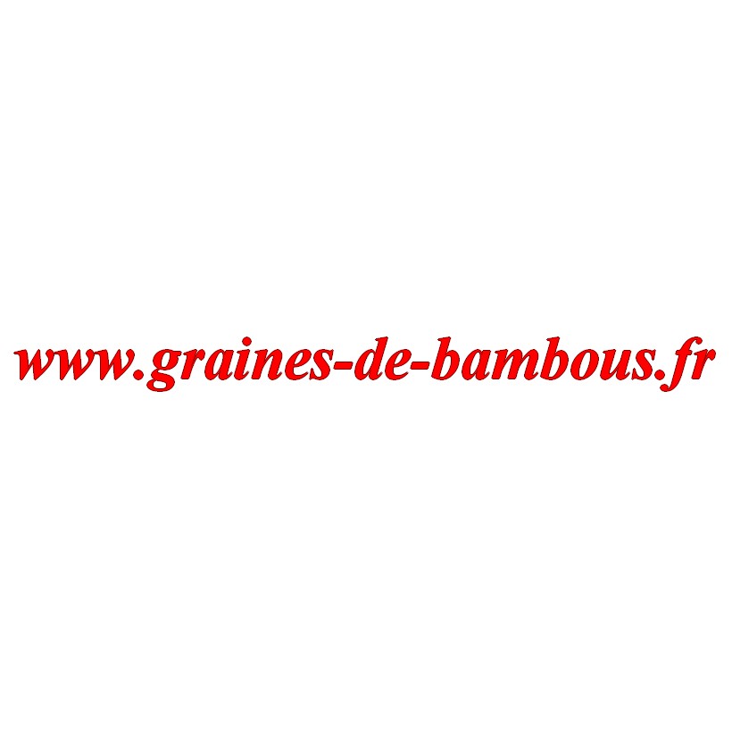 Graines celeri geant de prague legume potagere