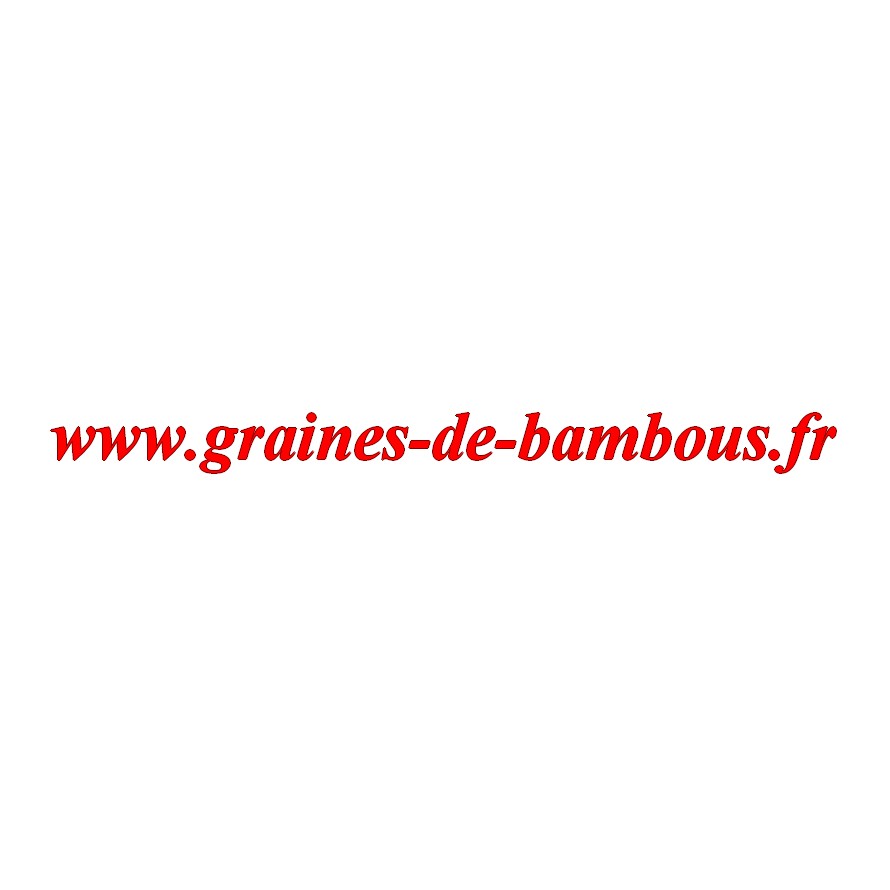 Graines chou de milan gros des vertus