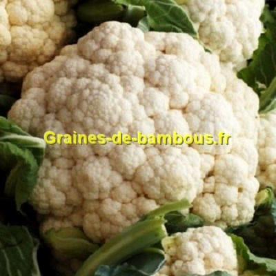 Graines chou fleur boule de neige sur notre site