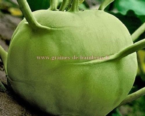 Graines chou rave superschmelz