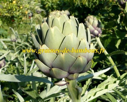 Graines d artichaut vert