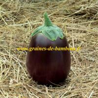 Graines d aubergine black beauty