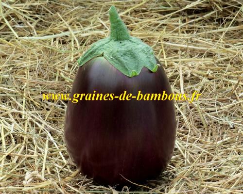 Graines d aubergine black beauty