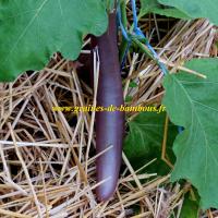 Graines d aubergine long purple graines de bambous fr