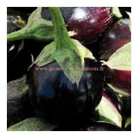 Graines d aubergine ronde