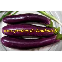 Graines d aubergine variete ping tung