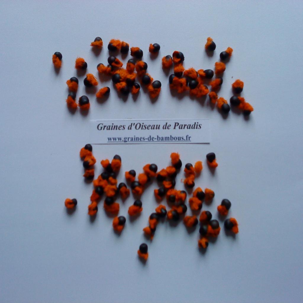 graines-d-oiseau-de-paradis-bleu-orange-www-graines-de-bambous-fr.jpg