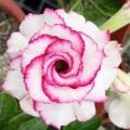 Adenium obesum Flamboyant Pink réf.431