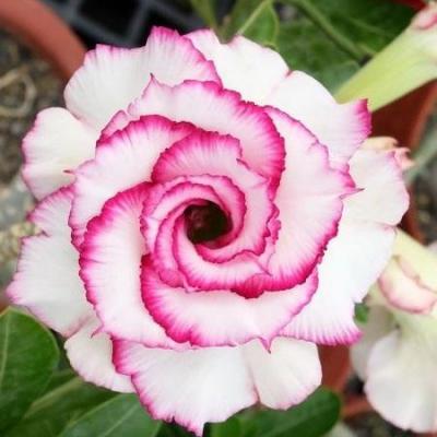 Adenium flamboyant rose graines de bambous fr