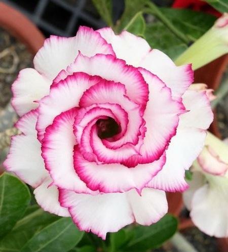 Graines de adenium flamboyant rose graines de bambous fr 5