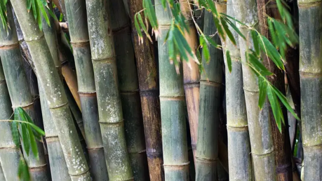 Graines de Bambous Non traçant