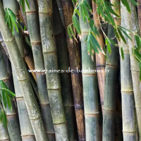 Graines de bambou geant dendrocalamus barbatus graines de bambous fr