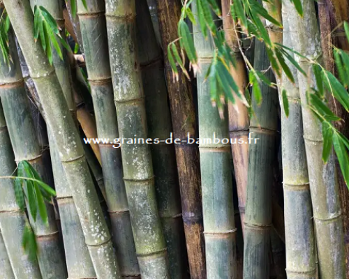 Graines de bambou geant dendrocalamus barbatus graines de bambous fr
