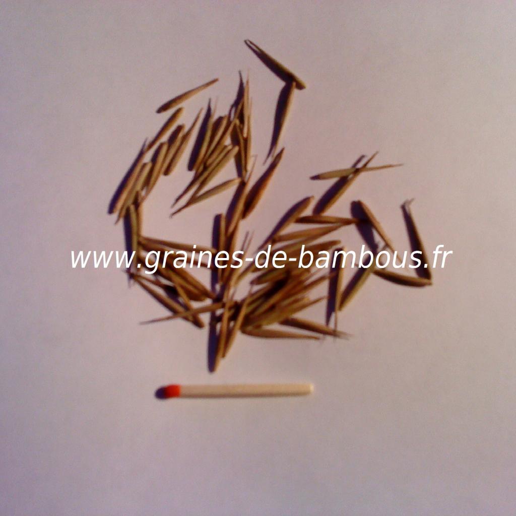 graines-de-bambou-geant-moso-29.jpg