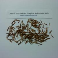 graines-de-bambous-fargesia-a-chaumes-noirs-www-graines-de-bambous-fr.jpg