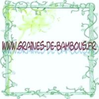 Graines de bambous geants sulphurea viridis