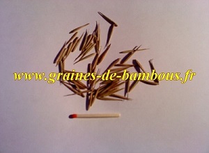 Graines de bambous moso phyllostachys pubescens bamboo seeds
