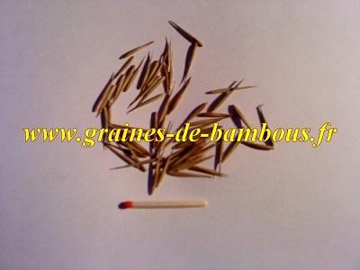 Graines de bambous moso phyllostachys pubescens ou heterocla edulis phyllostachys mazell