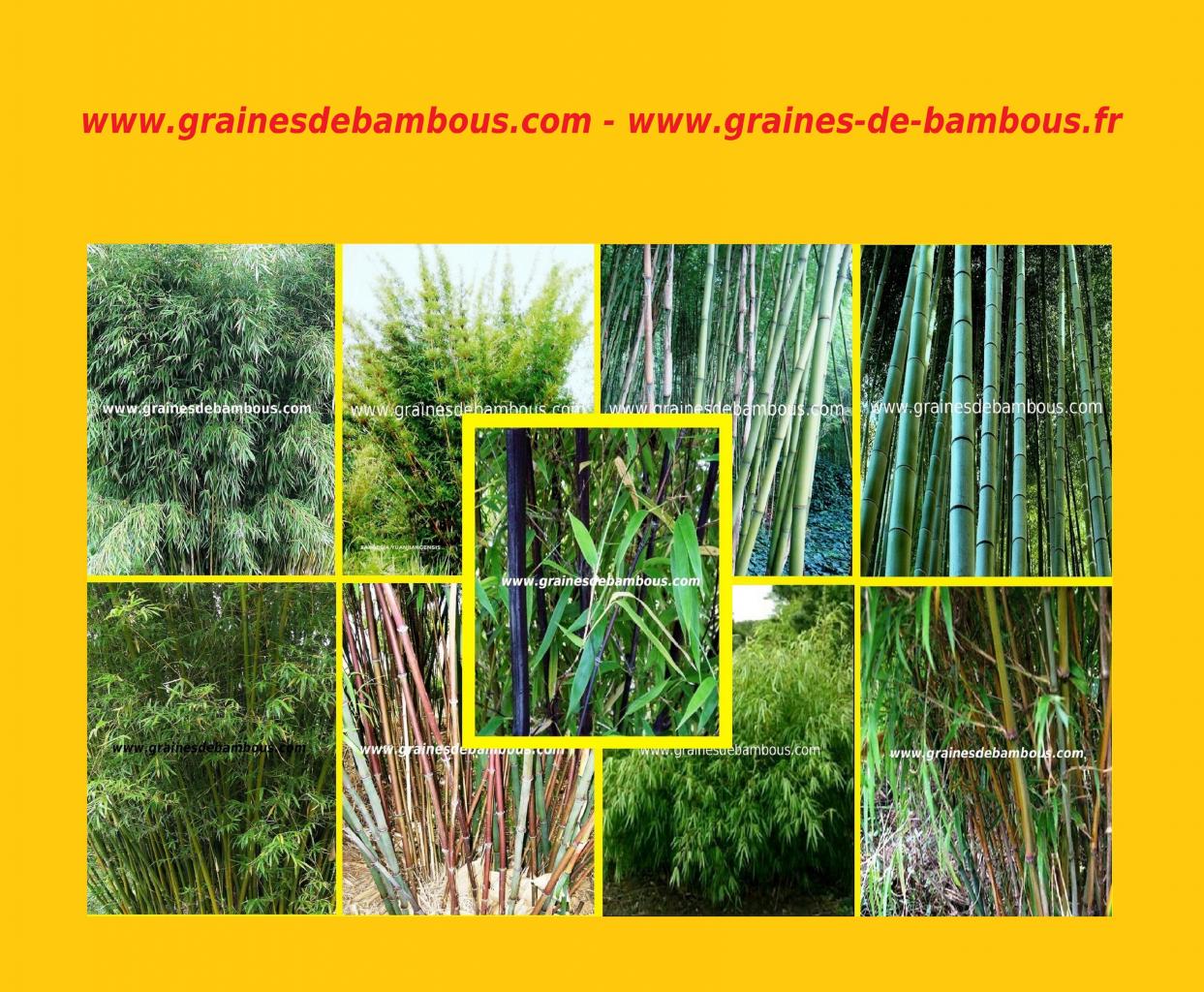 graines-de-bambous-pour-votre-jardin-seeds-samen.jpg