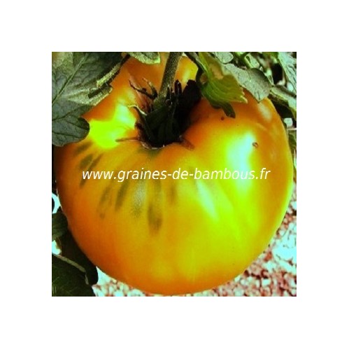 Graines de bambous fr tomate ananas
